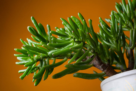 房子 仙人掌 花园 美丽的 自然 室内植物 花的 植物学