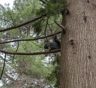 啮齿动物 毛茸茸的 公园 生态学 木材 哺乳动物 云杉 春天