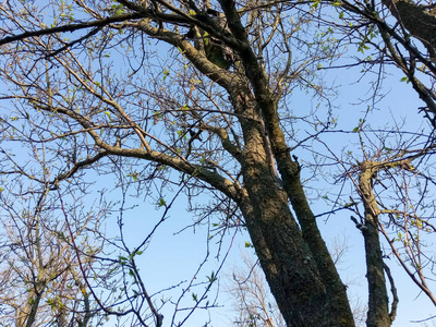 森林 天空 冬天 树叶 橡树 公园 树皮 春天 风景 自然