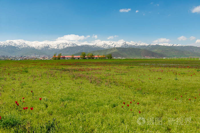 城市 天窗 风景 火鸡 债券 郁金香 领域 草地 美丽的