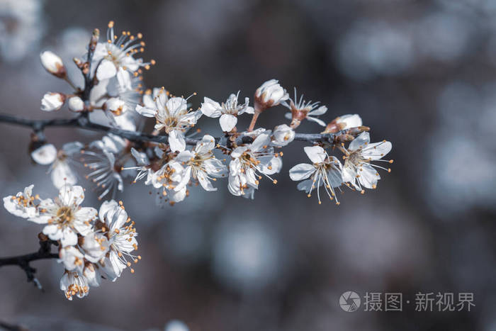 美女 天空 植物区系 花瓣 分支 开花 春天 特写镜头 美丽的