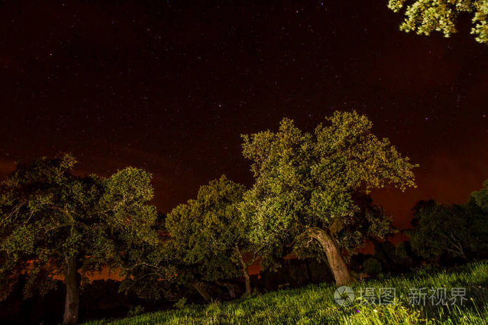 天空 黑暗 橡树 明星 天文学 宇宙 风景 白俄罗斯 自然