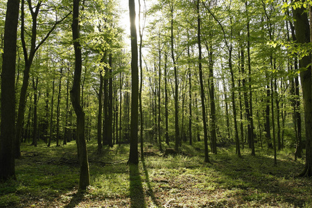 春天 木材 林地 树干 松木 环境 夏天 公园 自然 森林