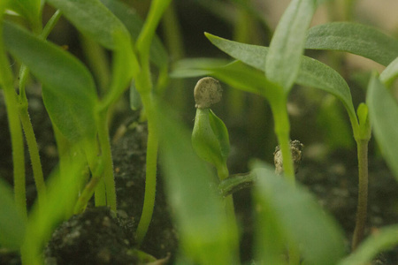 特写镜头 温室 番茄 环境 园艺 污垢 成长 胡椒粉 幼苗