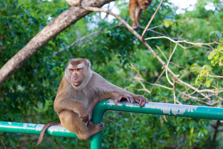 哺乳动物 杂食动物 猴子 拥抱 可爱的 旅行 肖像 印第安人