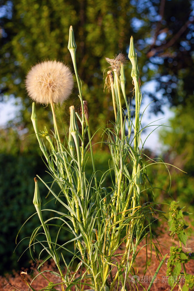 莎草春草植物在野外特写大蒲公英
