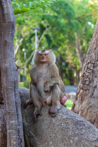杂食动物 印第安人 游猎 猴子 拥抱 公园 丛林 亚洲 卡比尼
