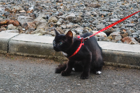 衣领 可爱极了 领域 冒险 花园 可爱的 肖像 马具 斑猫