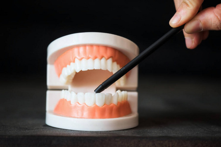 牙医 塑料 照顾 证明 人类 解剖 义齿 外科手术 诊所