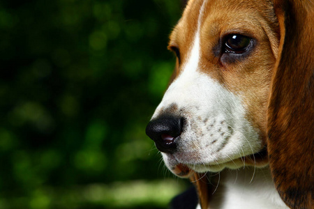 小狗 在室内 美丽的 犬科动物 血统 繁殖 猎犬 可爱极了