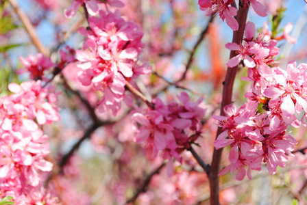 花瓣 花儿 美女 自然 粉红色 花园 分支 盛开 美丽的