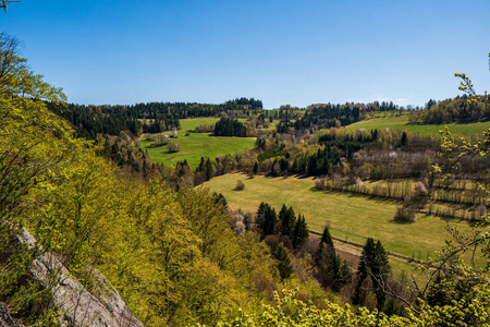 森林 全景图 夏天 乡村 天空 草地 国家 领域 小山 风景