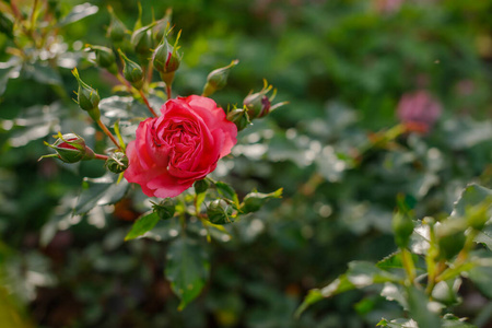 春天的花园里,粉红色的玫瑰在阳光下丛生,公园.漂亮红花.
