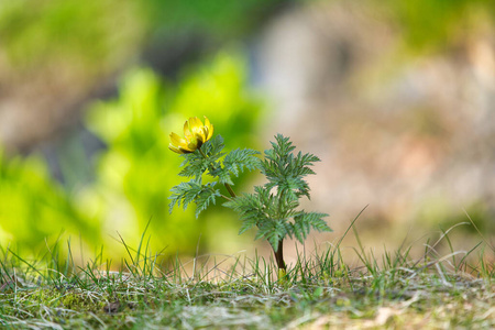 植物 春天 颜色 特写镜头 风景 草地 开花 花园 领域