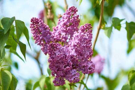 紫丁香 粉红色 美丽的 灌木 颜色 花瓣 芬芳 风味 花园