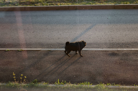 夏天 哈巴狗 闲暇 可爱的 有趣的 斗牛犬 人行道 街道