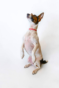 狗帕森罗素梗用后腿站立.摄影棚镜头照片