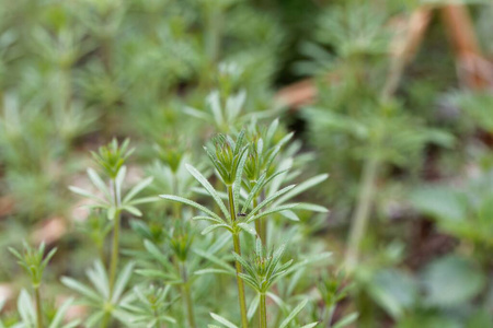 爬行 公园 树叶 医学 纹理 种类 花的 草地 领域 草本植物