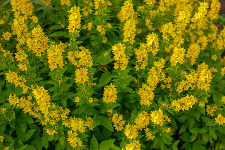 红掌或肉穗花序花花园黄松花.美丽的黄花特写.