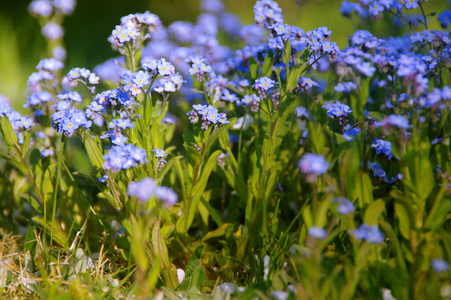 自然 植物区系 花瓣 特写镜头 园艺 颜色 开花 阿尔卑斯山