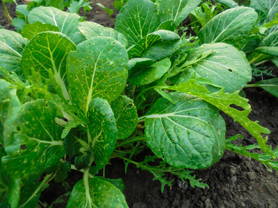 夏天 生菜 生长 农田 自然 草本植物 春天 农场 维生素