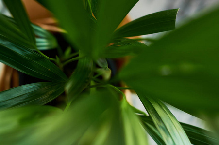 美丽的 特写镜头 颜色 室内植物 植物 园艺 夏天 生长