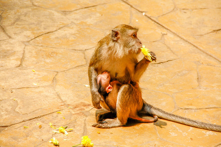 猴子带着宝宝在吃花