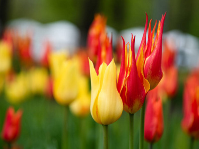 美女 花瓣 植物区系 公园 夏天 颜色 领域 春天 开花
