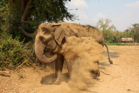 Elephant throwing dust in the air, Thailand