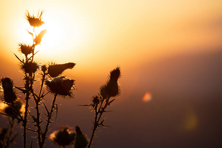 季节 太阳 场景 天空 早晨 日出 风景 领域 自然 傍晚