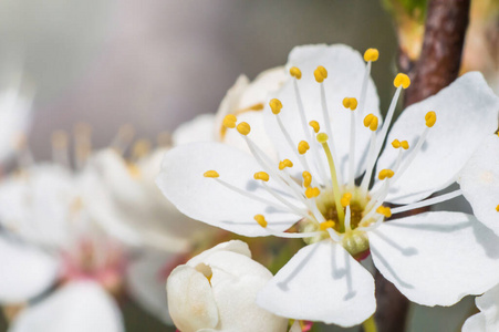 花瓣 美丽的 自然 生态学 模糊 春天 开花 颜色 特写镜头