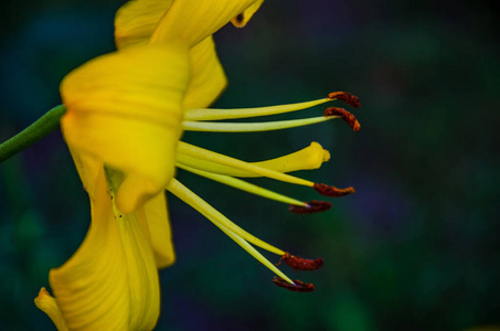 自然 花园 百合花