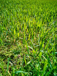 春季晴天干旱土壤土壤背景下发芽小麦幼株的分离对称行