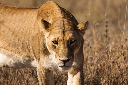 非洲 母狮 危险的 日落 美丽的 鬃毛 肯尼亚 自然 动物