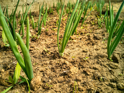 戏剧性的特写镜头从家庭温室干燥的泥土中生长的小洋葱生物农场芽