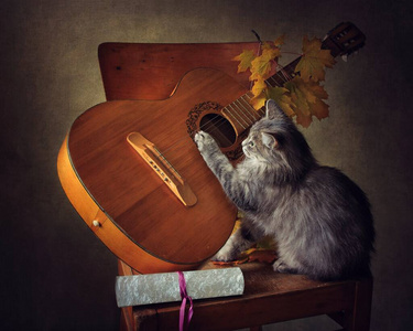 宠物 美丽的 斑猫 猫科动物 小猫 秋天 基蒂 画报 艺术