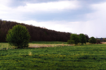 农业 夏天 天气 自然 季节 美丽的 天空 风景 木材 草地
