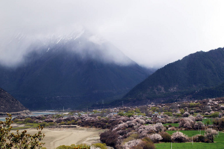 瑞士 草地 阿尔卑斯山 旅行 欧洲 森林 领域 意大利 天空