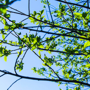 Bird cherry flowers begin to bloom in spring. 