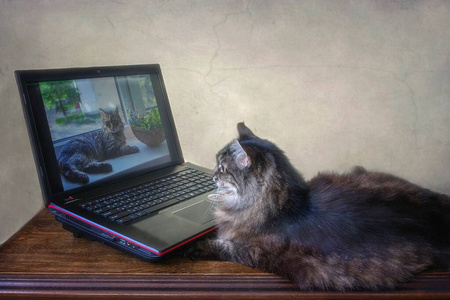 摄影 笔记本电脑 动物 房间 艺术 小猫 毛皮 猫科动物