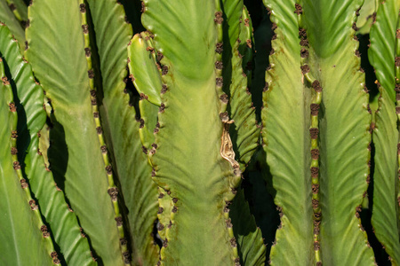 植物学 特写镜头 植物区系 脊柱 植物 仙人掌 自然 花园