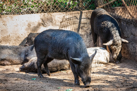 培根 哺乳动物 亚洲 农场 笼子 食物 美味的 野猪 农事
