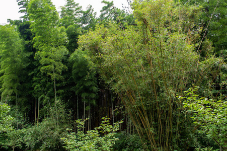 植物 风景 夏天 中国人 亚洲 季节 公园 美女 环境 东亚