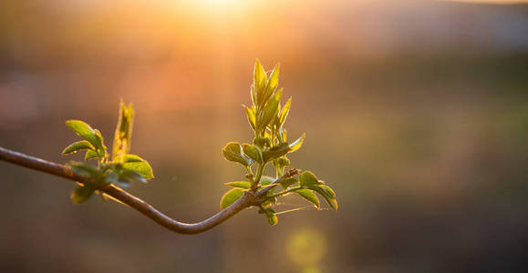 森林 植物 郁郁葱葱 植物区系 美丽的 太阳 变模糊 春天