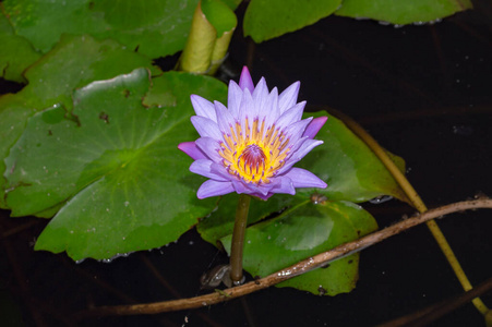 特写镜头 完美 盛开 放松 植物区系 植物学 美女 百合花