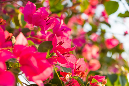 花的 美丽的 灌木 花园 粉红色 紫色 颜色 园艺 夏天