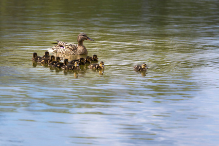 小鸭 羽毛 风景 野生动物 美丽的 春天 水禽 母亲 家庭