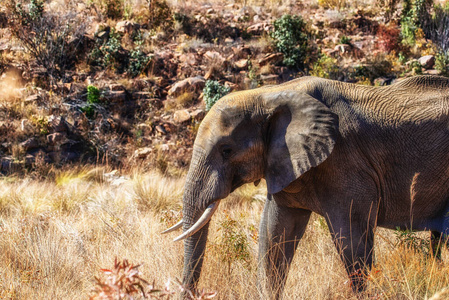 哺乳动物 自然 厚皮动物 生物 大象 树干 荒野 权力 环境