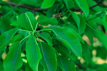 季节 夏天 美丽的 特写镜头 颜色 植物 日光 食物 生产