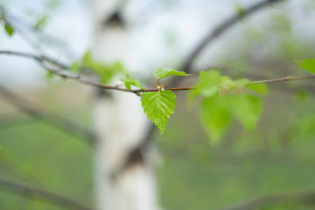 自然 分支 桦木 夏天 森林 花园 特写镜头 植物学 树叶